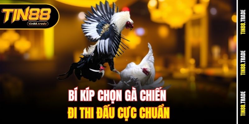 Bí kíp chọn gà chiến đi thi đấu cực chuẩn