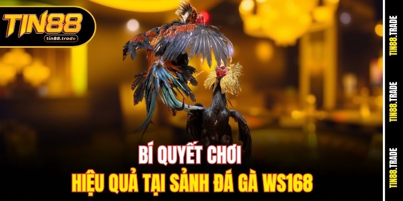Bí quyết chơi hiệu quả tại sảnh đá gà WS168