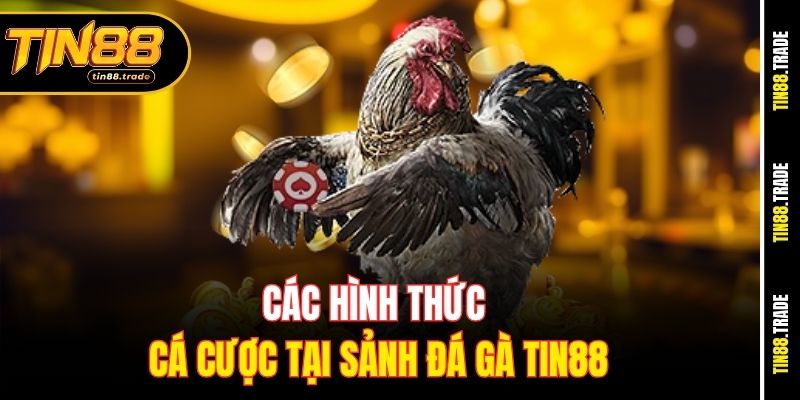 Các hình thức cá cược tại sảnh Đá Gà Tin88