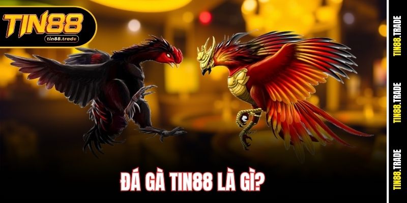 Đá Gà Tin88 là gì?
