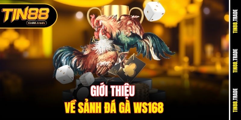 Giới thiệu về sảnh đá gà WS168