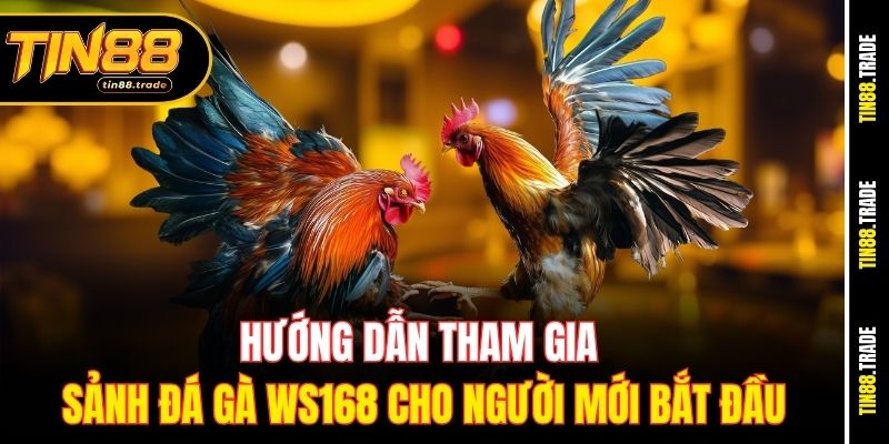 Hướng dẫn tham gia sảnh sảnh đá gà WS168 cho người mới bắt đầu