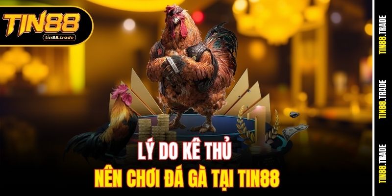 Lý do kê thủ nên chơi đá gà tại Tin88
