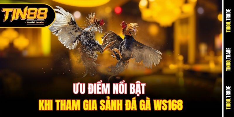 Ưu điểm nổi bật khi tham gia sảnh đá gà WS168